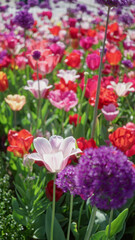 Vibrant tulips and alliums bloom in a dutch garden, showcasing a colorful outdoor spring setting in the netherlands.