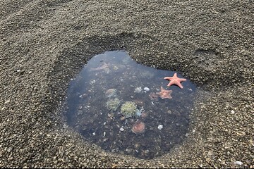 Tide Pool with Starfish and Sea Anemones