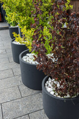 Modern terrace with large black concrete pots filled with green and red shrubs and white decorative...