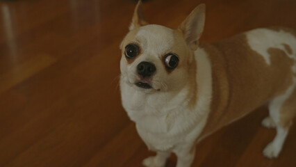 Chihuahua standing indoors with a curious expression on a wooden floor, showcasing its white and...