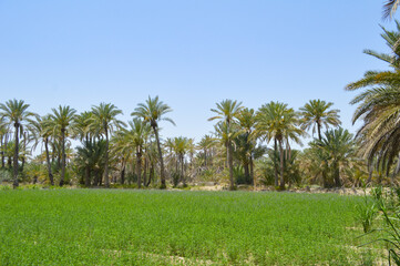 palm trees in Baluchistan city Turbat, dates farm with grass