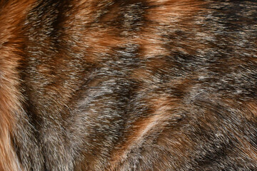 Cat fur texture background. Calico or tortoiseshell cat fur background. Pet hair or coat texture.