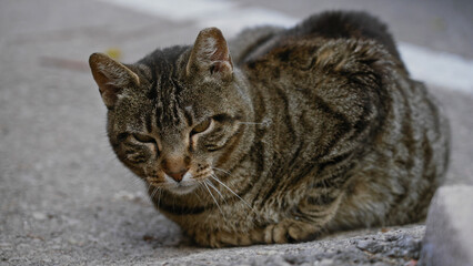 Tabby cat resting on concrete in a parking lot with cars nearby, surrounded by an urban outdoor setting.