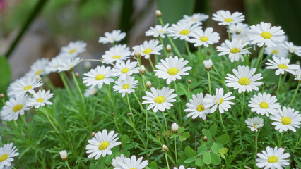 Fototapeta premium Daisies blooming outdoors in sunny torrevieja, spain, showcasing vibrant green foliage and white petals with yellow centers.
