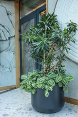 Large indoor plant in a black pot with green foliage standing near glass door and modern textured wall. Stylish minimalist interior with natural elements in a contemporary space