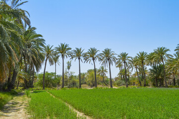 Grassland dates fruit farm landscape natural background