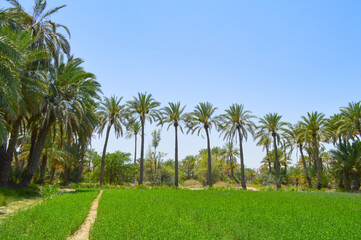 Baluchistan dates farm nature fruit trees landscape