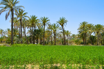 palm trees in the field, grass dates fruit tree natural background