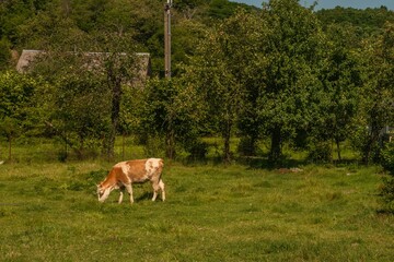 A white-red calf grazes in a clearing covered with green grass near a forest in the Western Caucasus on a sunny summer day