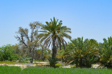 Dates palm trees in the garden, agriculture fruit farm