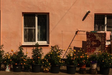 flowers in large pots standing near the wall of an old rural house painted in dark pink on a sunny summer day