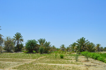 summer grassland Dates palm trees in the garden, agriculture fruit farm blue sky