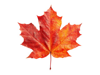 Obraz premium Vibrant red and orange autumn maple leaf isolated on black, Isolated On Transparent Background, Png