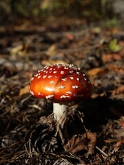 amanita muscaria fly agaric