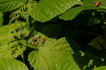 three wild insects brown-red crickets sit on a large green leaf of a tree in the forest on a sunny summer day