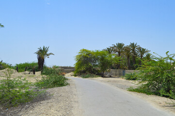Fototapeta premium Dates palm trees on the road side small garden village