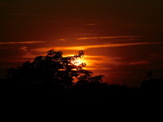 Sunset over the Forest