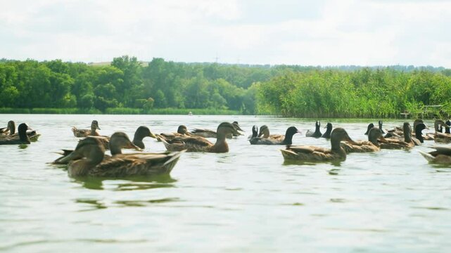 wild ducks swimming in the lake
