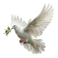 A majestic white dove with outstretched wings carries a green olive branch isolated on transparent background