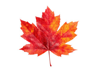 Vibrant red and orange autumn maple leaf isolated on black, Isolated On Transparent Background, Png