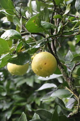 lemon on tree