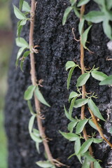 ladybird on a branch