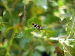 Saw fly bee summer gaarden