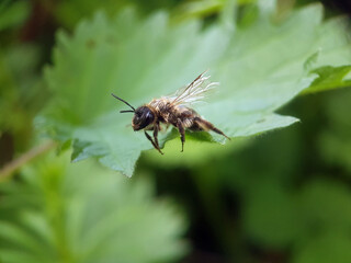 Honey bee insect in summer garden 