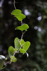 green leaves on a tree