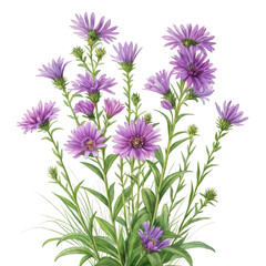 Beautiful watercolor illustration of purple aster flowers with green leaves on a black background