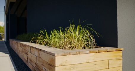 A flower bed with cereals near a stylish cottage. A sunny summer day