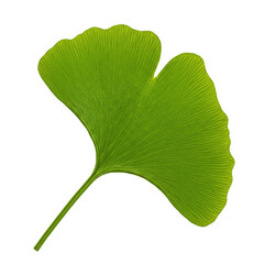Vibrant green ginkgo biloba leaf with intricate veins isolated on transparent background