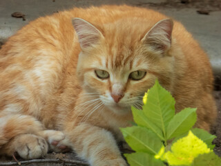 Warmly lit ginger cat with bright eyes resting near vibrant green leaves