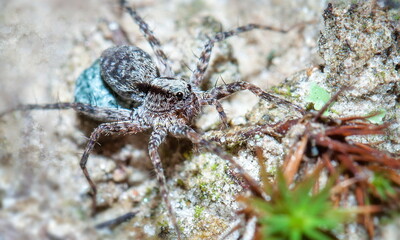 spider on the ground