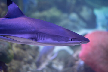 Threatening shark in the aquarium. Shark close-up. 