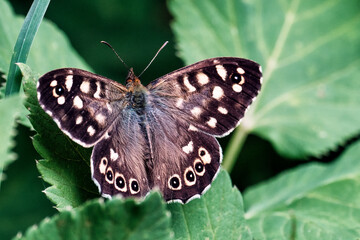 Speckled Brown Butterfly at Rest