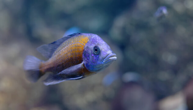 Copadichromis Kadango borleyi, cichlid fish. shallow depth of field, selective focus