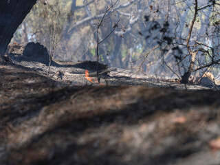 burned trees and dramatic landscape