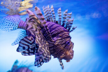 Venomous marine reef fish Red lionfish Pterois miles, the firefish. Blurred blue background. soft...