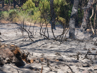 burned trees and dramatic landscape