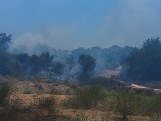 burned trees and dramatic landscape