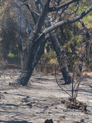 burned trees and dramatic landscape