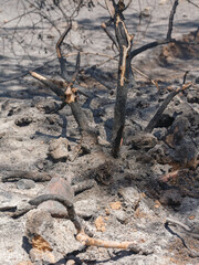 burned trees and dramatic landscape