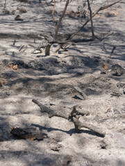 burned trees and dramatic landscape