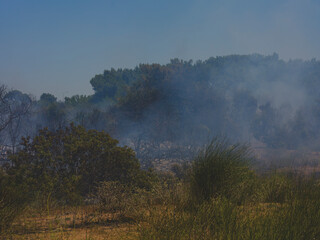 burned trees and dramatic landscape