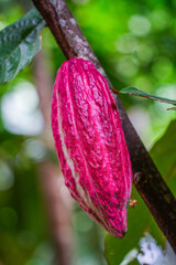 Cocoa fruit growing in a tropical forest of Sri Lanka, Aisia