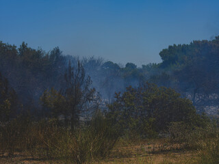 burned trees and dramatic landscape