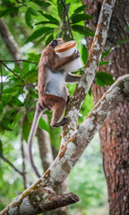 Tonque macaque stealing a jar and climbing in a tree, Sri Lanka, Asia. The toque macaque Macaca sinica is a reddish-brown-coloured Old World monkey endemic to Sri Lanka	