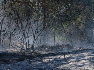 burned trees and dramatic landscape