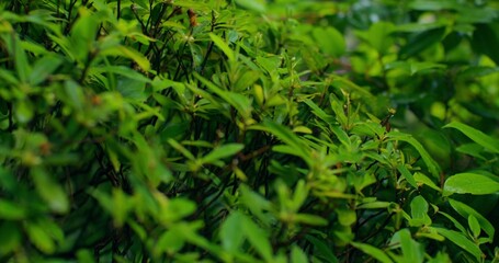 Close-up of shrub leaves on a rainy day. Vegetation of Japan